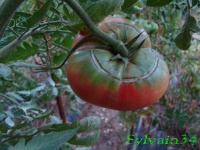 Morado del Rincon de Ademuz-1.jpg