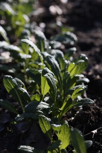 Moutarde japonaise Mibuna-1.jpg