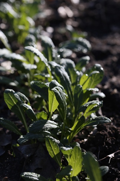 Fichier:Moutarde japonaise Mibuna-1.jpg