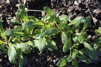 Moutarde japonaise Mibuna.jpg