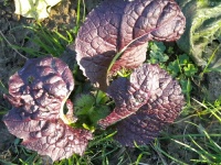 Moutarde rouge de rode amsoïm.jpg