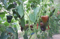 Mulato Isleño-1.jpg