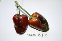 Mulato Isleño-2.jpg