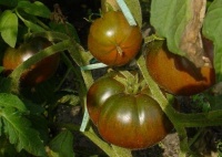 Négrite runde-1.jpg