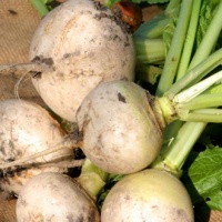 NAVET "Boulette de Champagne"-1.jpg