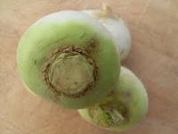 NAVET "Boulette de Champagne"-2.jpg