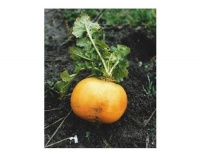 NAVET boule d or.jpg