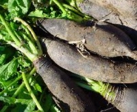 NAVET long noir de caluire.jpg