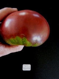 Negro segureño-2.jpg