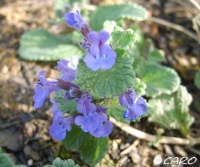 Neppeta mussini-2.jpg