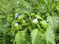 Nicandra physalodes-1.jpg