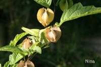 Nicandra physalodes-2.jpg
