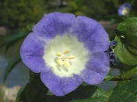Nicandra physalodes.jpg