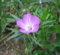 Nielle des blés-1.jpg