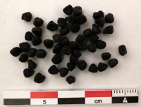 Nielle des blés-2.jpg