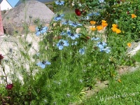 Nigelle de damas-1.jpg