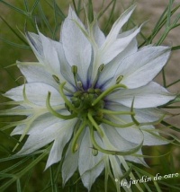Nigelle de damas-2.jpg