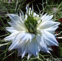 Nigelle de damas.jpg