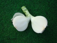 OIGNON blanc de rebouillon-1.jpg