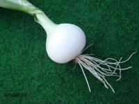 OIGNON blanc de rebouillon.jpg