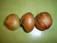 OIGNON jaune paille des vertus.jpg