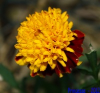 Oeillet d'Inde Petite Harmonie, Nain-1.jpg