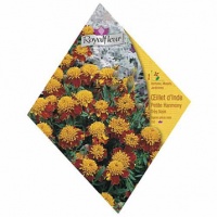 Oeillet d'Inde Petite Harmonie, Nain-2.jpg