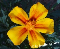 Oeillet d'inde disco flame-1.jpg