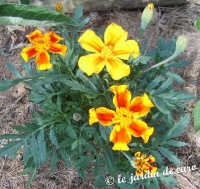 Oeillet d'inde disco flame.jpg