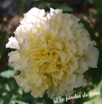 Oeillet d'inde vanilla-1.jpg