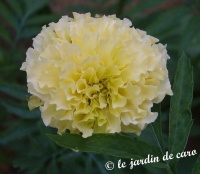 Oeillet d'inde vanilla.jpg