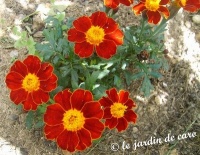 Oeillet d inde-1.jpg