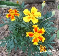 Oeillet d inde-2.jpg