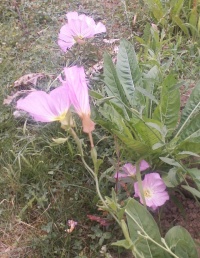 Oenothère élégante.jpg