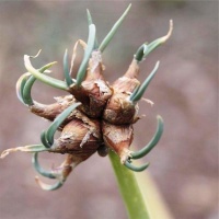 Oignon rocambole-1.jpg