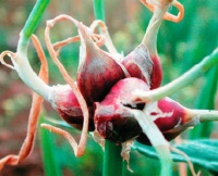 Oignon rocambole-2.jpg