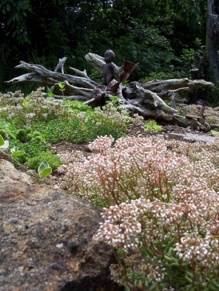 Fichier:Orpin blanc.jpg