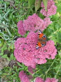 Orpin ou Sedum spectabile 'Brilliant'-1.jpg