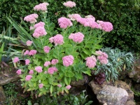 Orpin ou Sedum spectabile 'Brilliant'.jpg