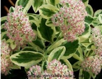 Orpin remarquable 'Variegatum'-1.jpg