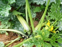 Ortolano di faenza-1.jpg