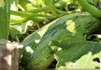 Ortolano di faenza.jpg