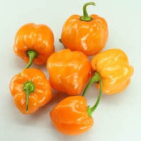 Oxkutzcabian Orange.jpg