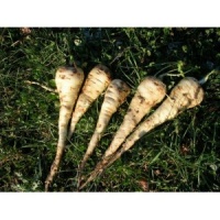 PANAIS demi-long de guernesey-1.jpg