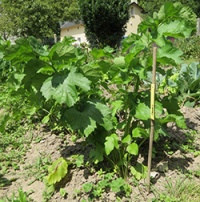 PANAIS demi-long de guernesey-2.jpg