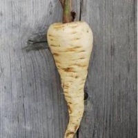 PANAIS demi-long de guernesey.jpg