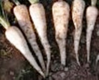 PANAIS hollow crown-1.jpg