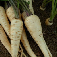 PANAIS long holkruin de guernesey-1.jpg