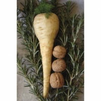 PANAIS long holkruin de guernesey.jpg