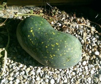 PASTEQUE moon and stars.jpg